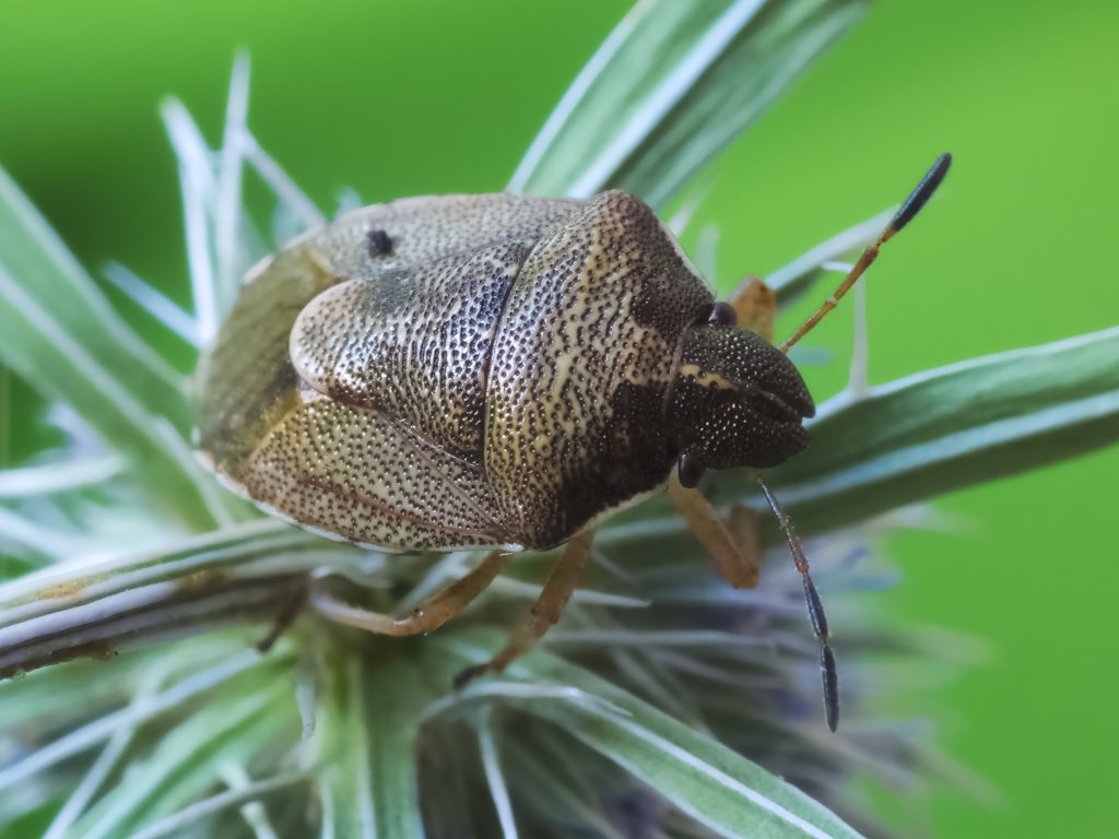 Rubiconia intermedia (Wolff, 1811)